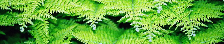 Ferns of PA header